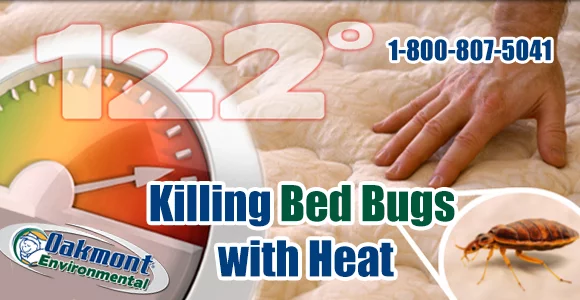 Bed Bug pictures Port Johnson NJ, Bed Bug treatment Port Johnson NJ, Bed Bug heat Port Johnson NJ