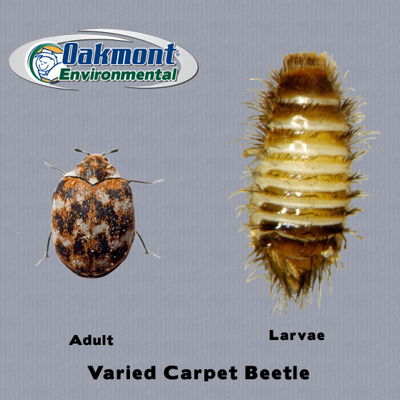 get rid of carpet beetles, get rid of carpet beetles nj, get rid of carpet beetles new jersey, get rid of carpet beetles monmouth county, get rid of carpet beetles ocean county, get rid of carpet beetles middlesex county, carpet beetle bites, carpet beetle bites nj, pics of carpet beetle bites